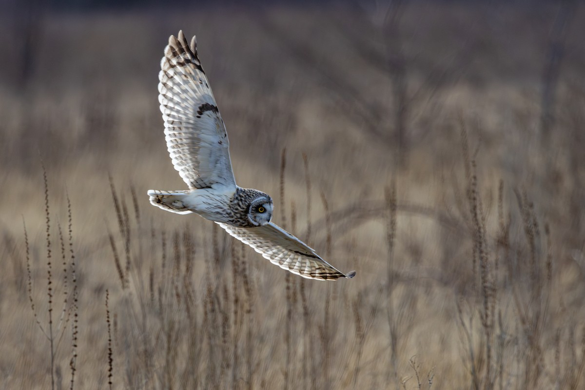 Short-eared Owl - ML631435937