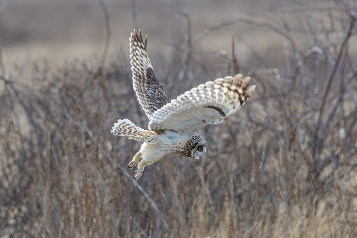 Short-eared Owl - ML631435939