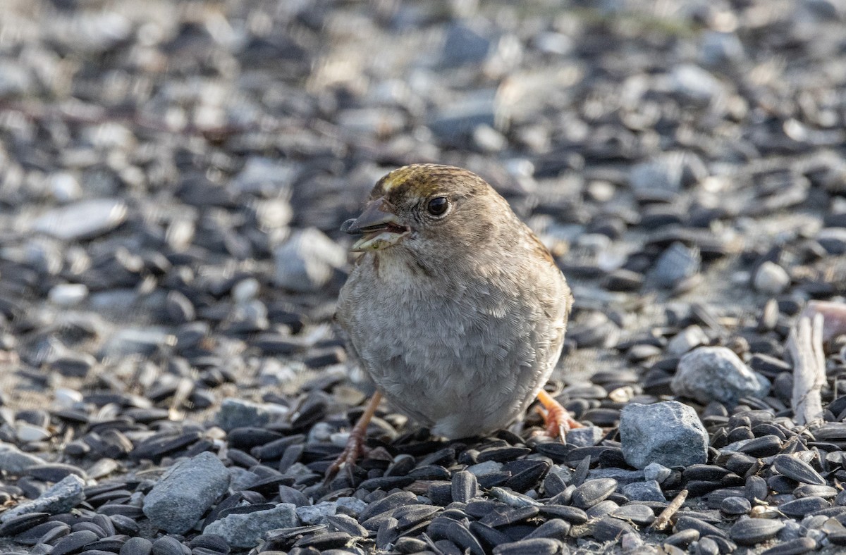 Golden-crowned Sparrow - ML631435947