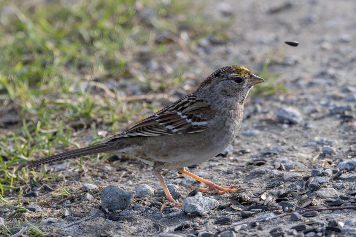 Golden-crowned Sparrow - ML631435948