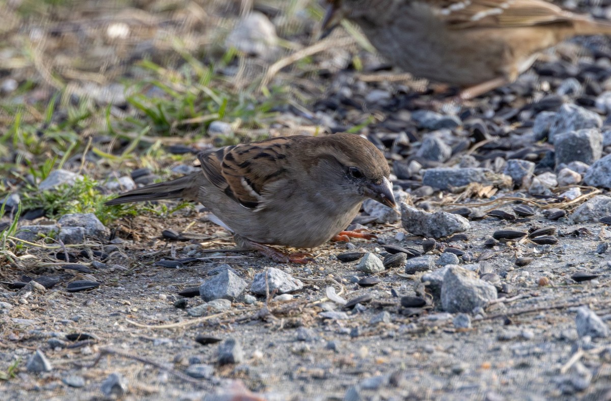 House Sparrow - ML631435960