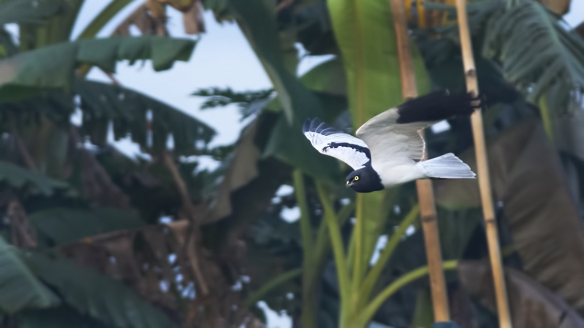 Elsterweihe - ML631436071