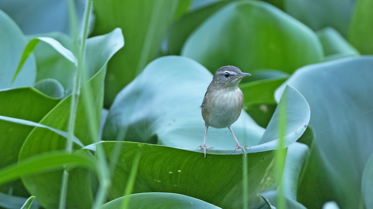 Streifenschwirl - ML631436084