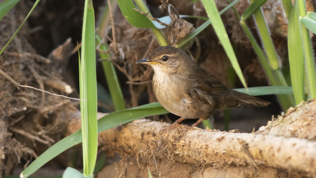 Fleckenschwirl - ML631436096