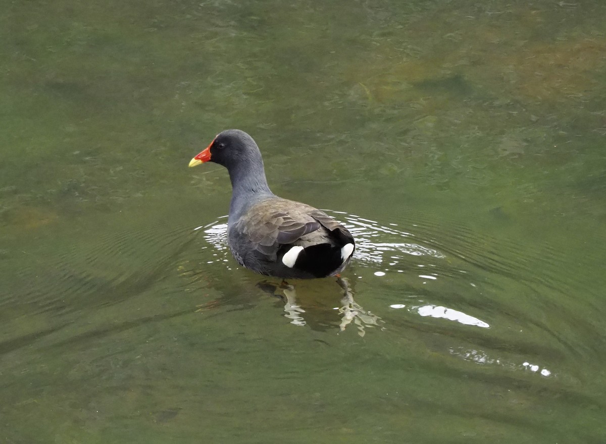 Dusky Moorhen - ML631436143