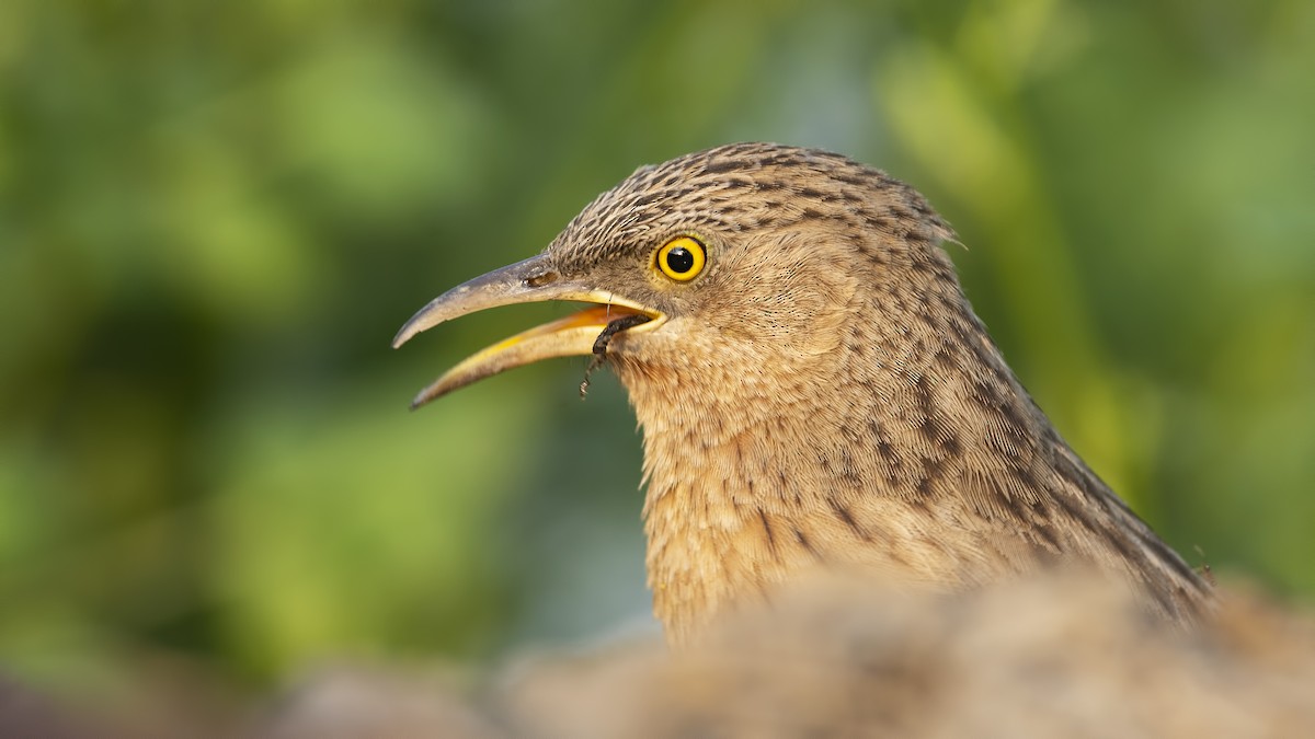 Stricheldrosselhäherling - ML631436144