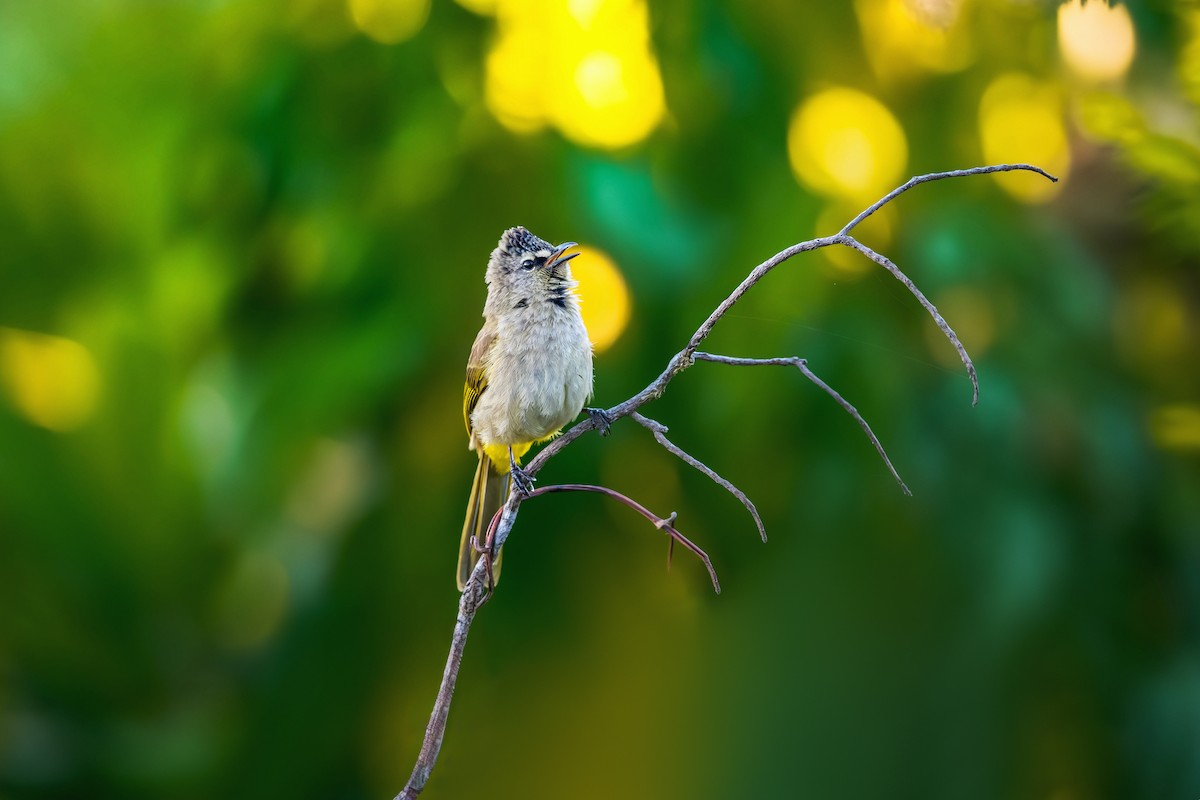 Flavescent Bulbul - ML631436268