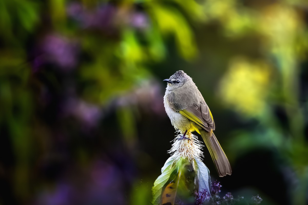 Flavescent Bulbul - ML631436269