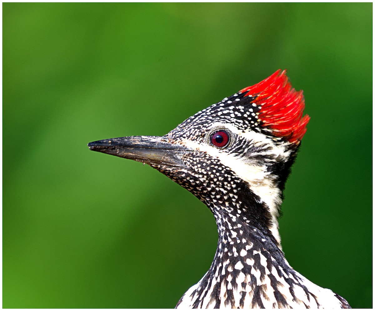 Black-rumped Flameback - ML631436441