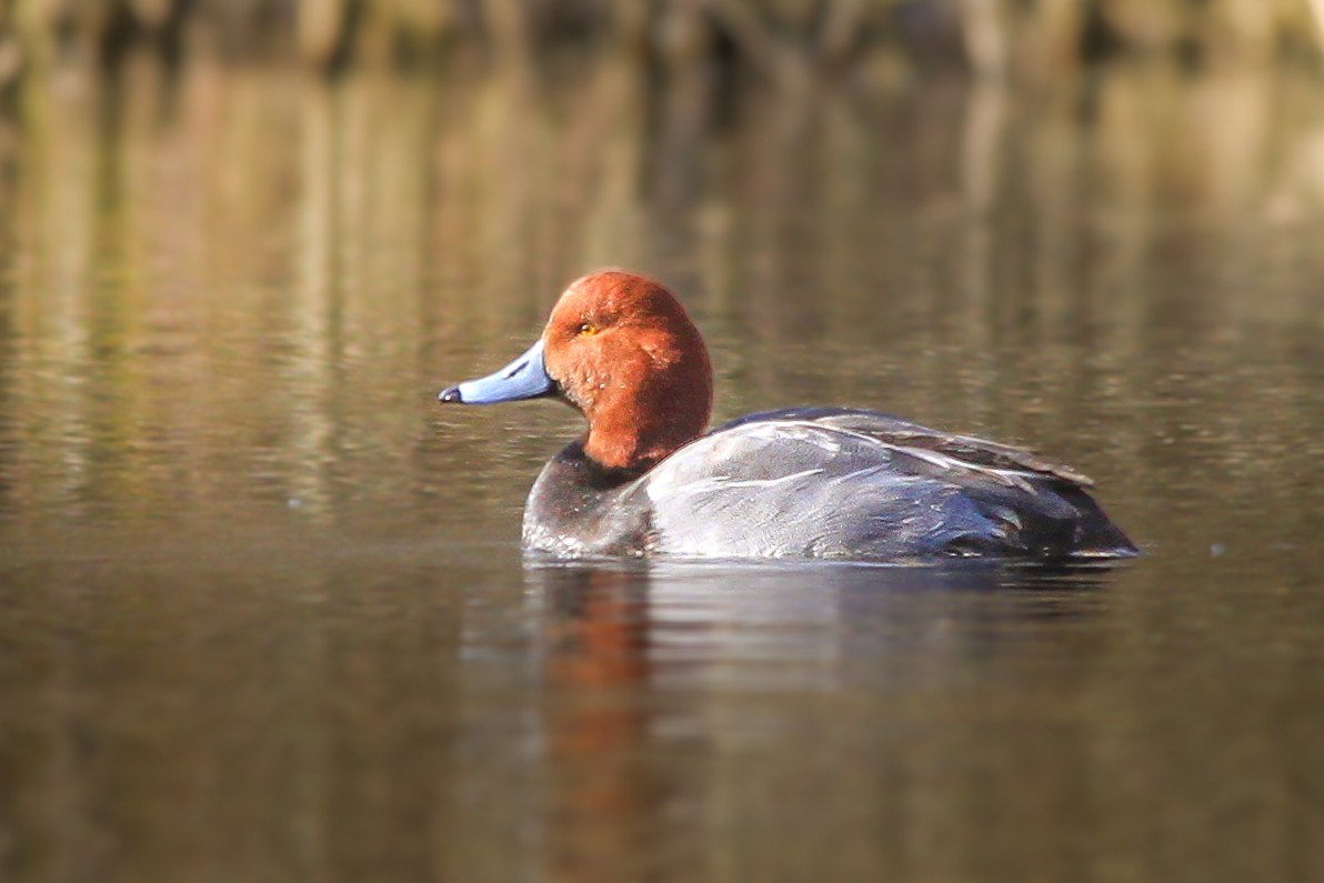 Redhead - ML631436462