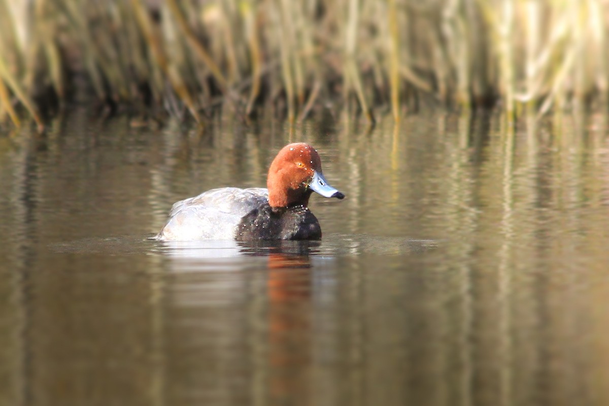Redhead - ML631436463