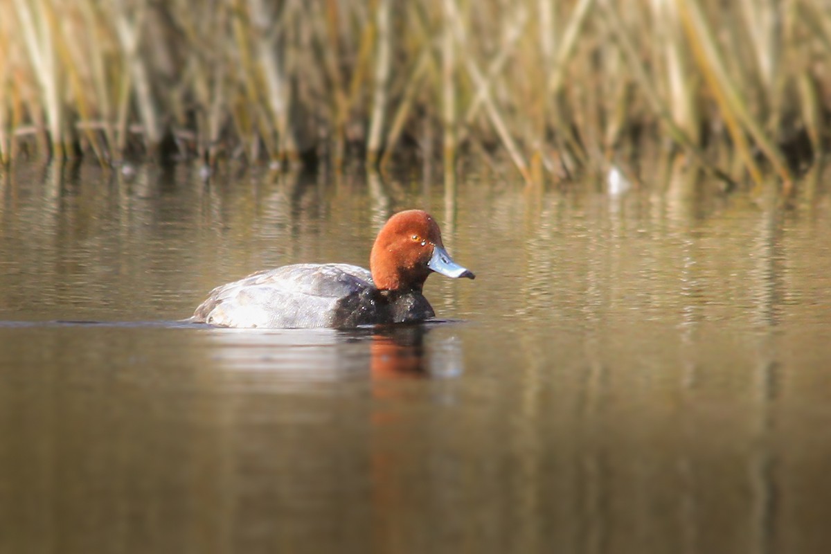 Redhead - ML631436464
