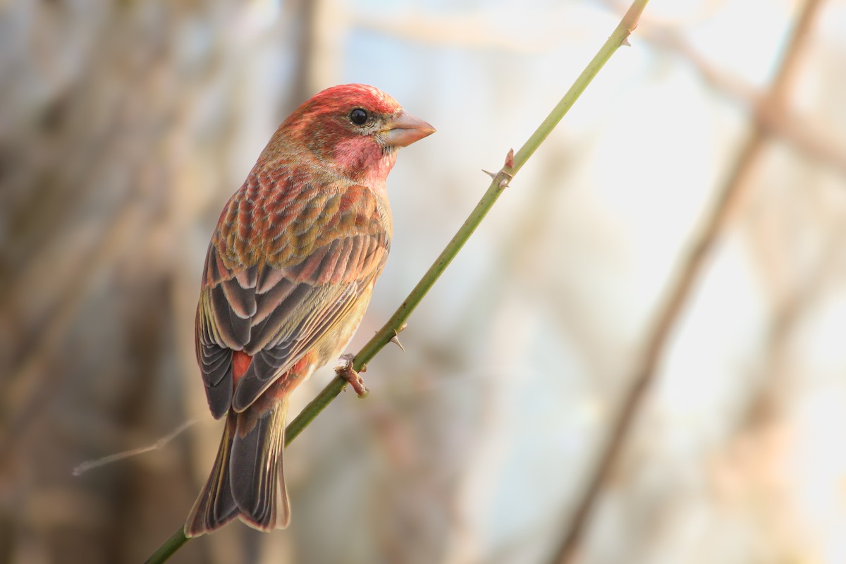Purple Finch - ML631436471