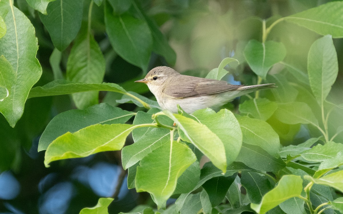 Willow Warbler - ML631436528