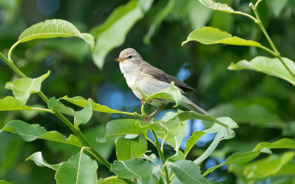 Willow Warbler - ML631436530