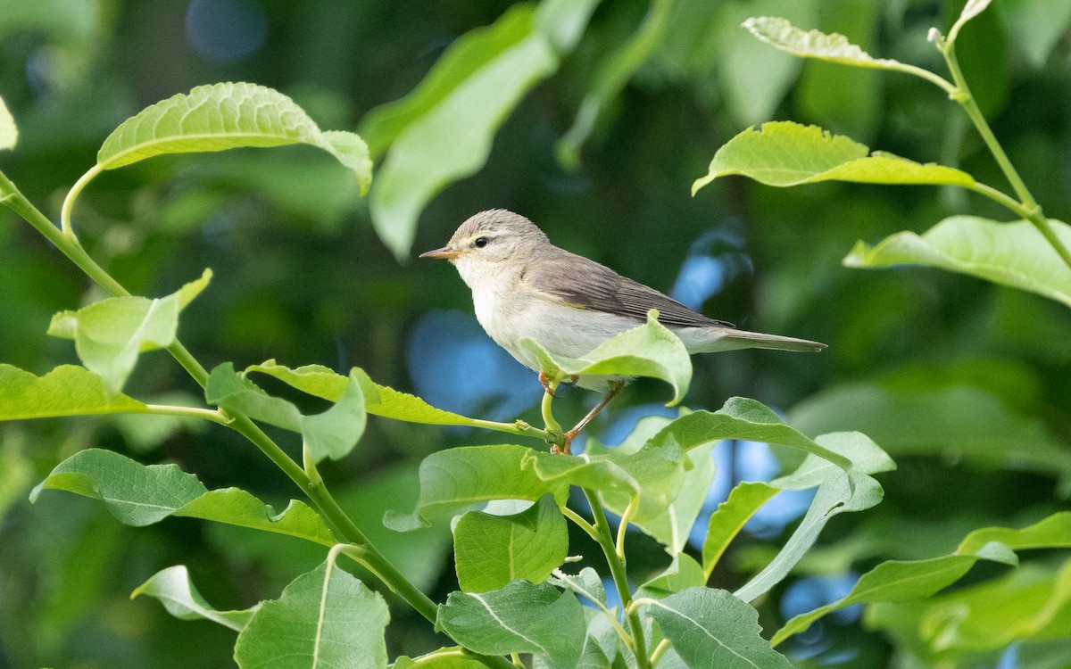 Willow Warbler - ML631436531