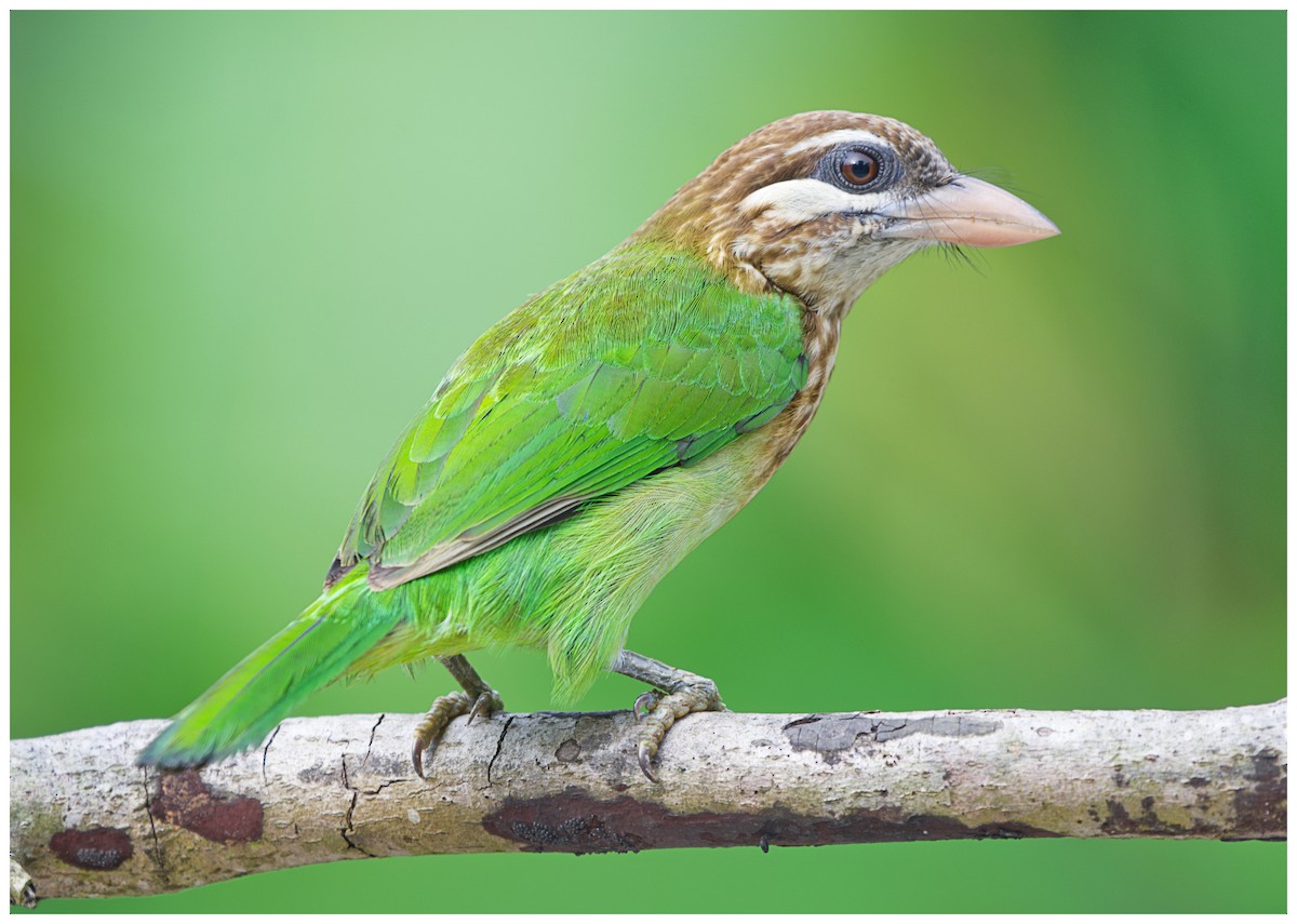 White-cheeked Barbet - ML631436595