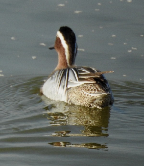 Garganey - ML631436707
