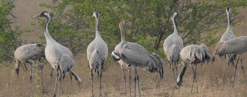 Common Crane - ML631436715