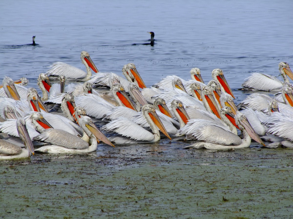 Dalmatian Pelican - ML631436899