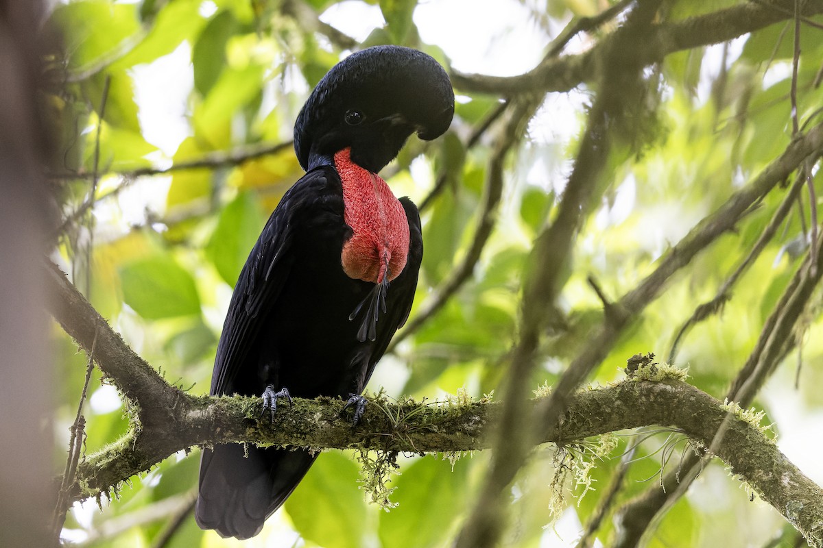 アカノドカサドリ - ML631436955