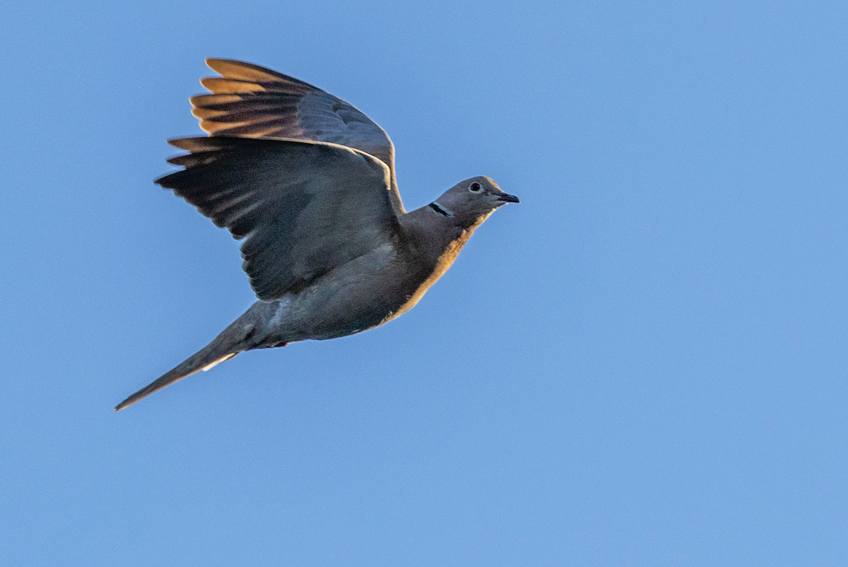 Türkentaube - ML631437064