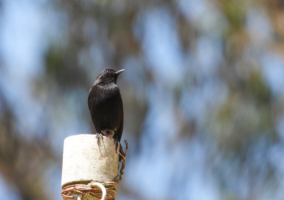 Pied Bushchat - ML631437185