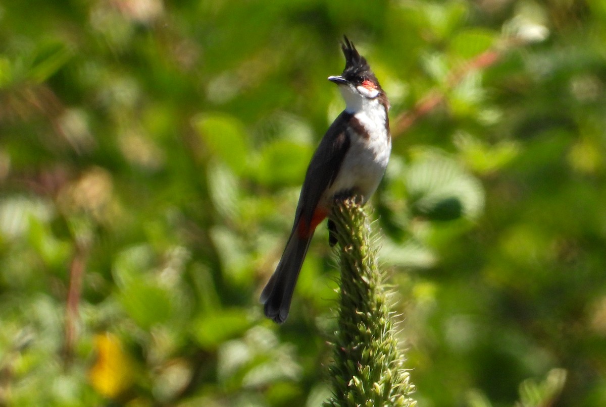 Red-whiskered Bulbul - ML631437196