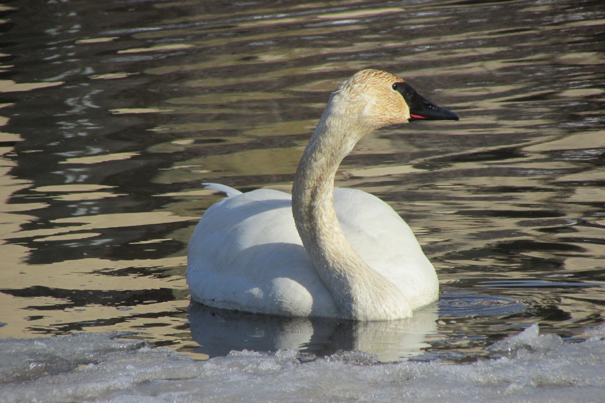 Trumpeter Swan - ML631437204