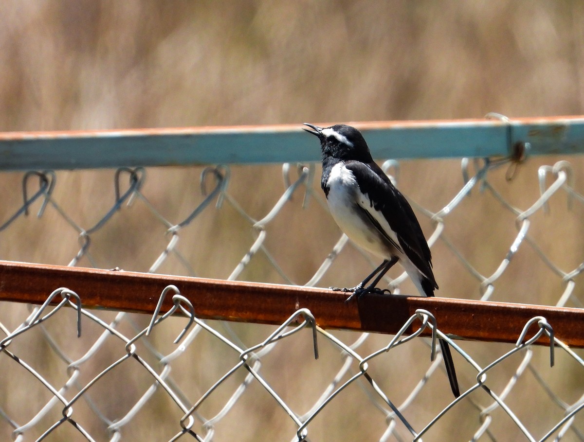 White-browed Wagtail - ML631437239