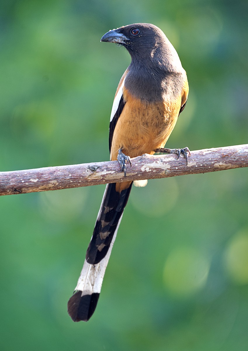 Rufous Treepie - ML631437292