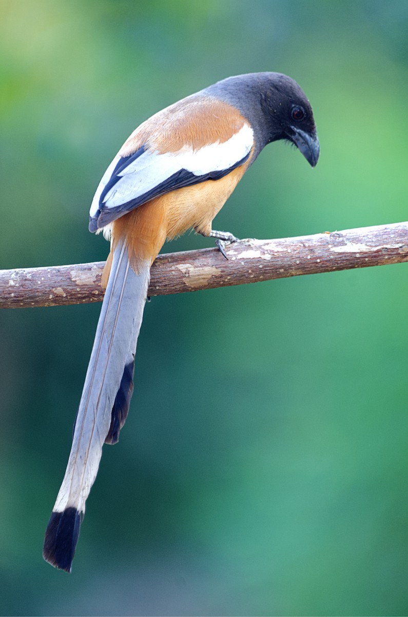 Rufous Treepie - ML631437293