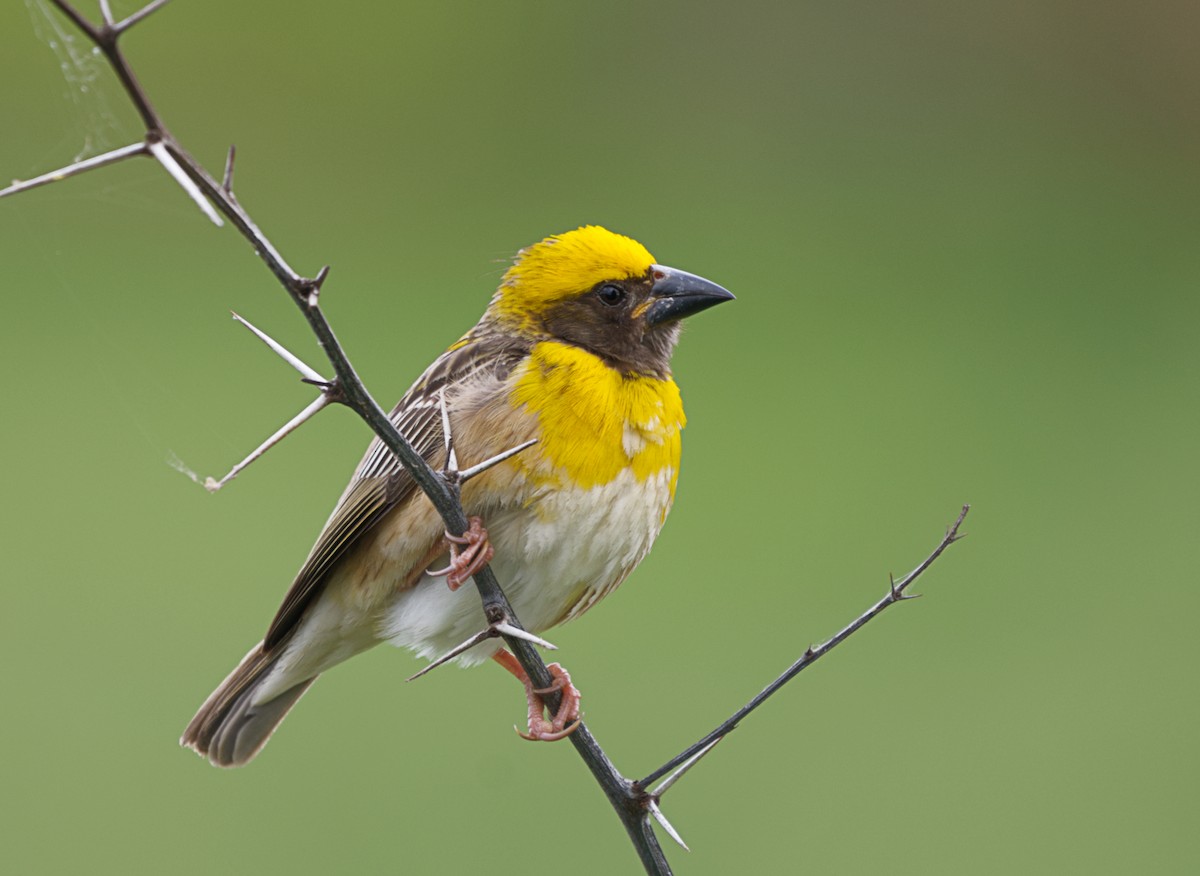 Baya Weaver - ML631437548