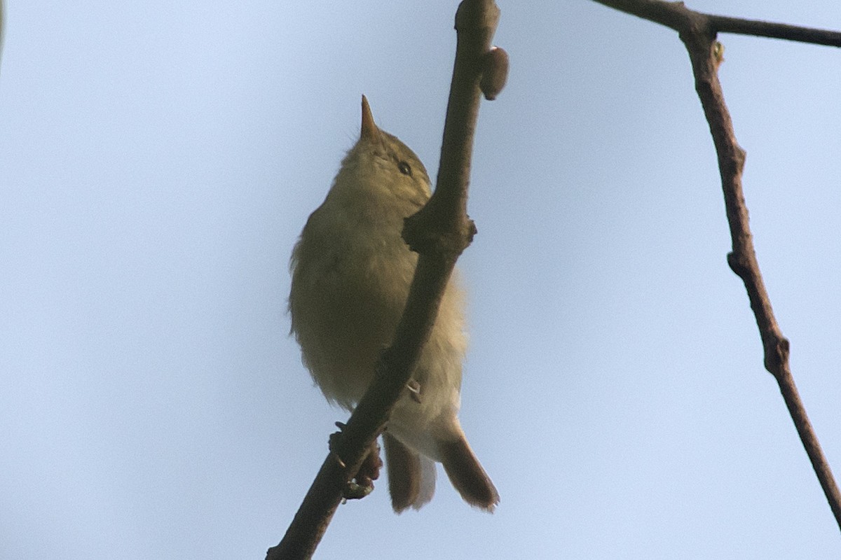 Greenish Warbler - ML631437635