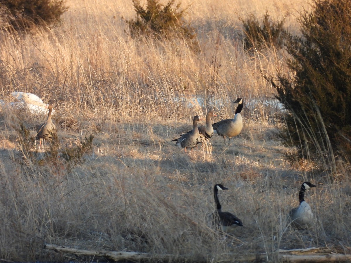 Oca lombardella - ML631437636