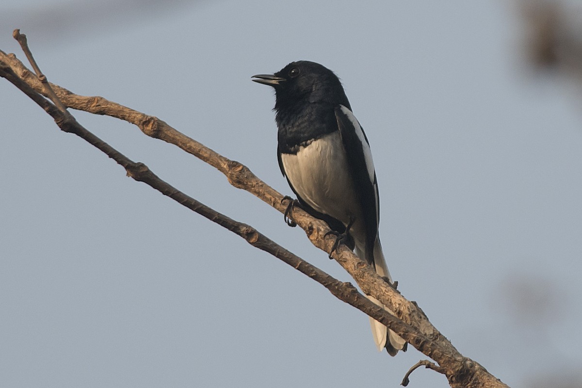 Oriental Magpie-Robin - ML631437637
