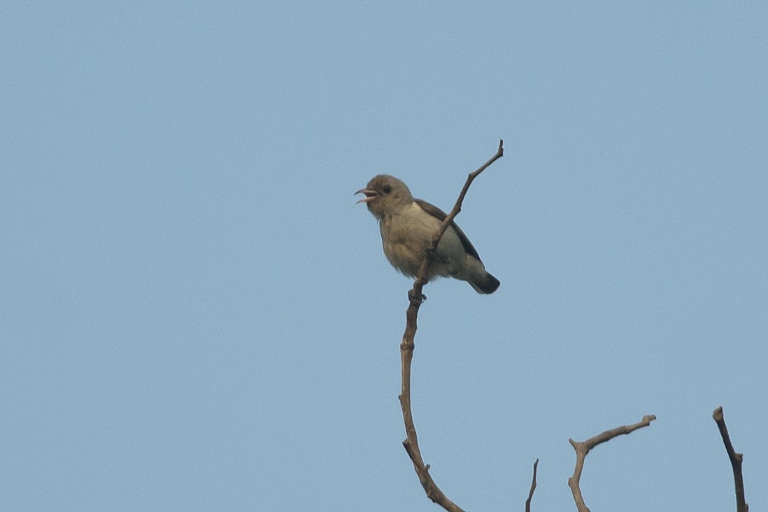 Pale-billed Flowerpecker - ML631437642