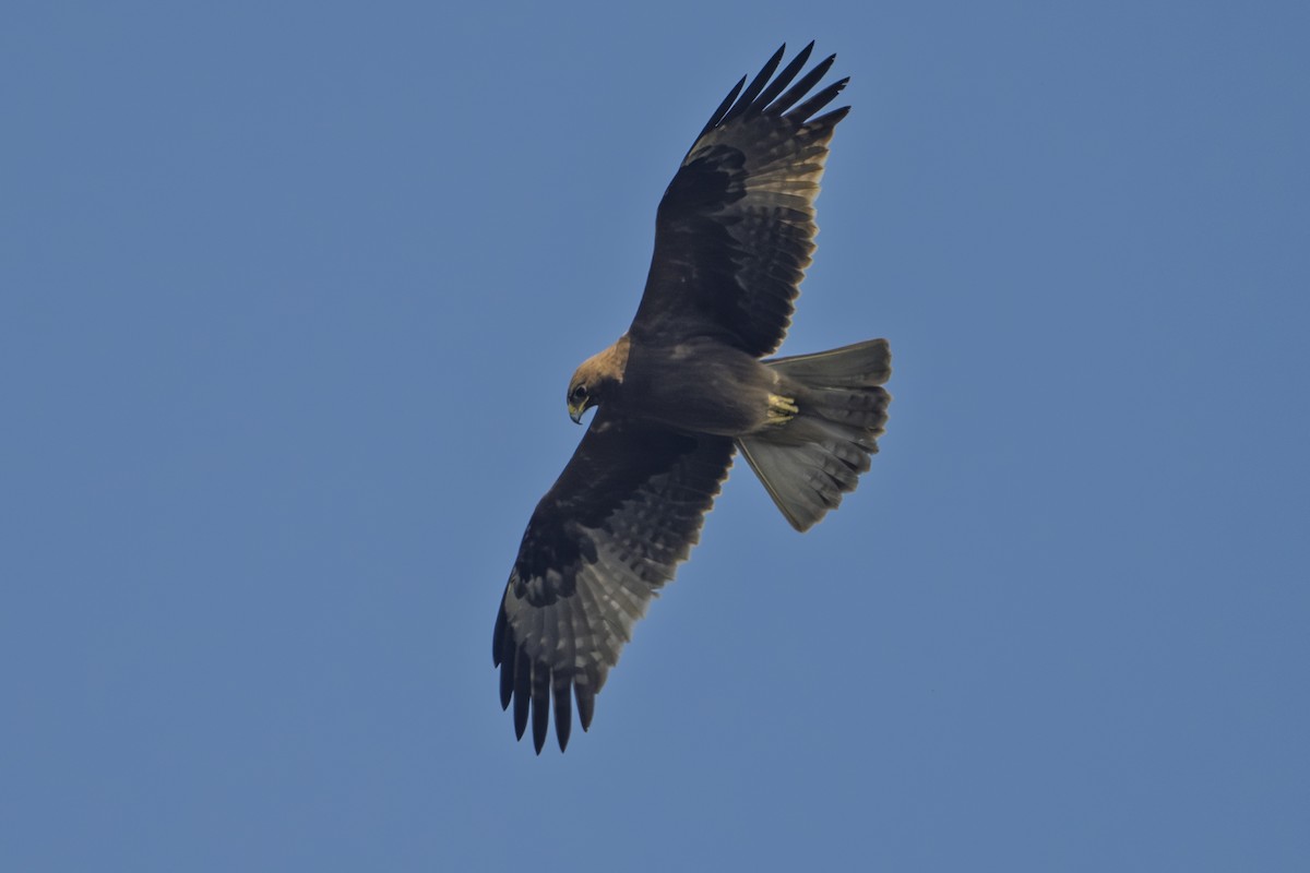 Booted Eagle - ML631437719
