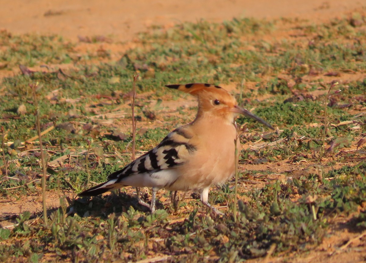 Common Hoopoe - ML631437769