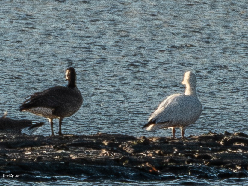 Snow Goose - ML631437771