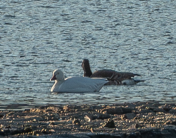 Snow Goose - ML631437772