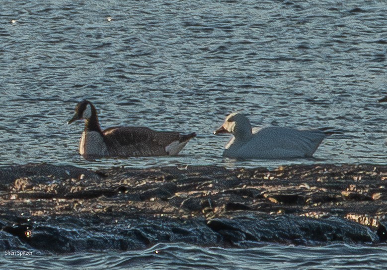 Snow Goose - ML631437773