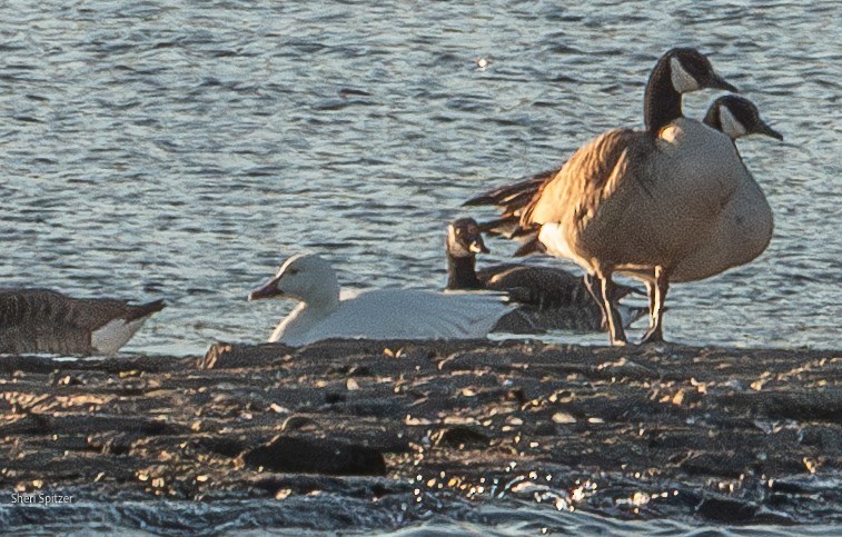 Snow Goose - ML631437774