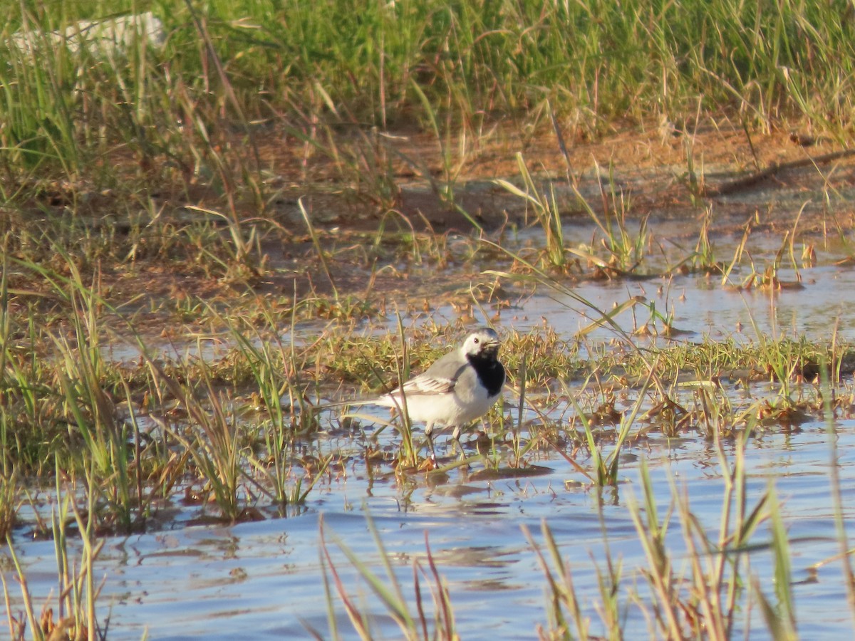 White Wagtail - ML631437778