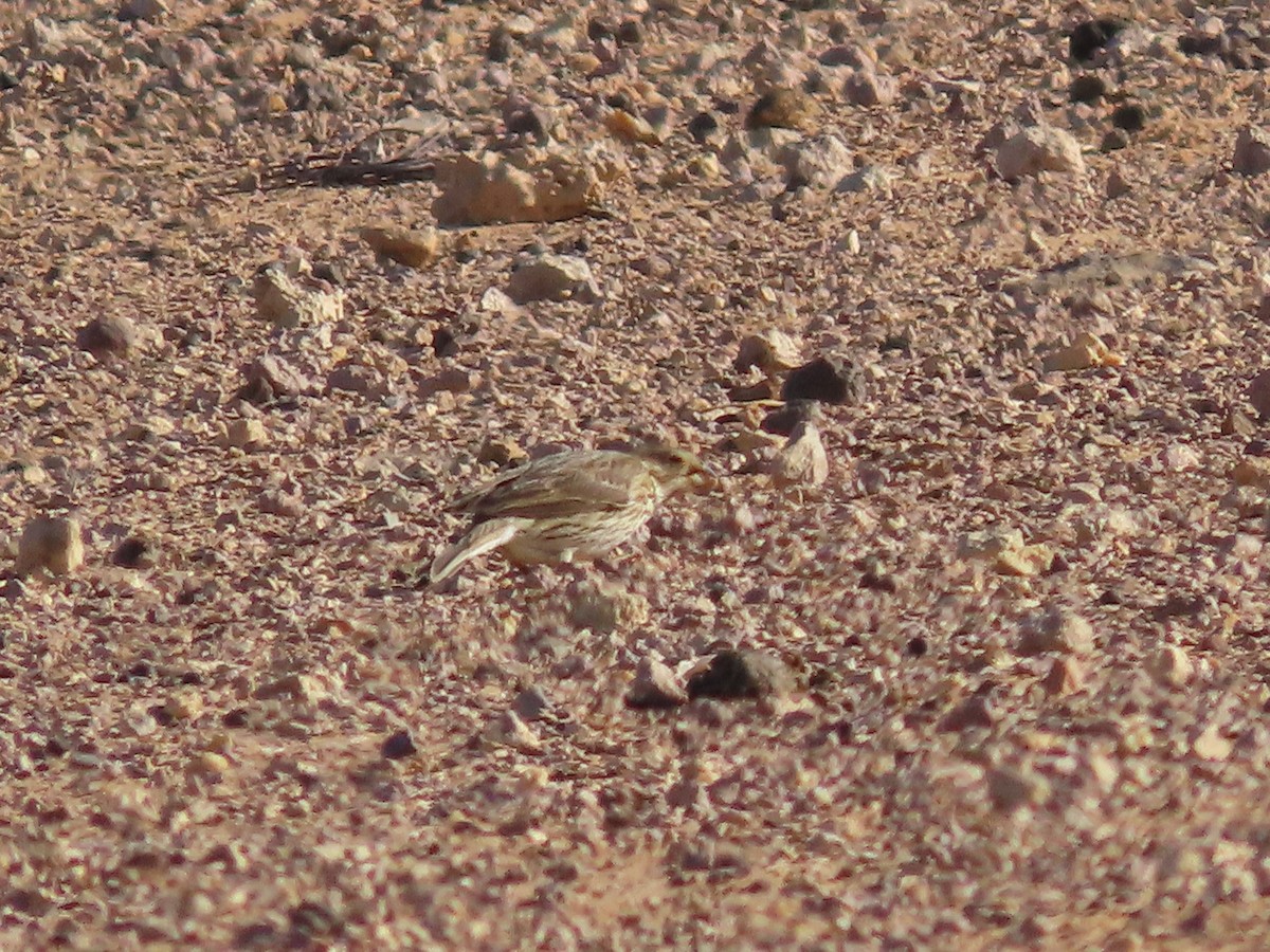 Corn Bunting - ML631437784