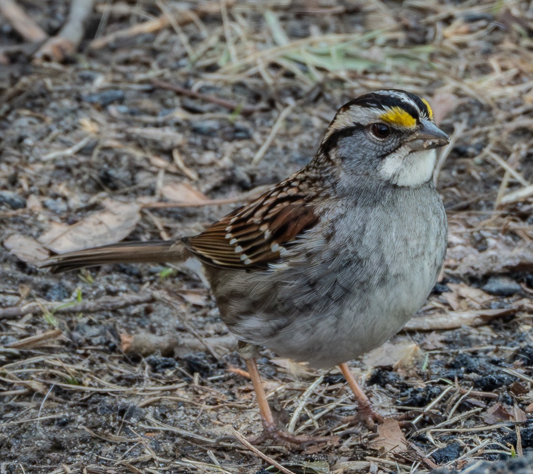 White-throated Sparrow - ML631437980