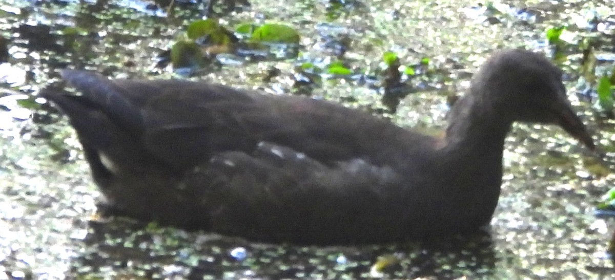 Dusky Moorhen - ML631438028