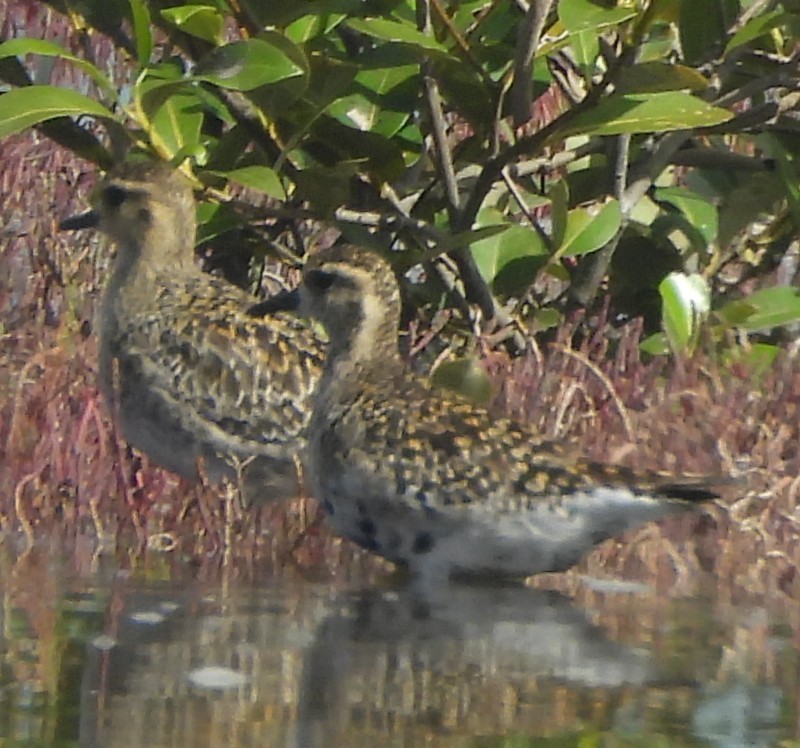 Pacific Golden-Plover - ML631438037
