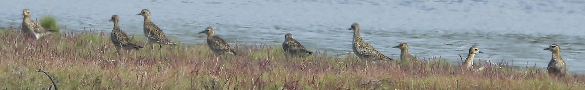 Pacific Golden-Plover - ML631438038