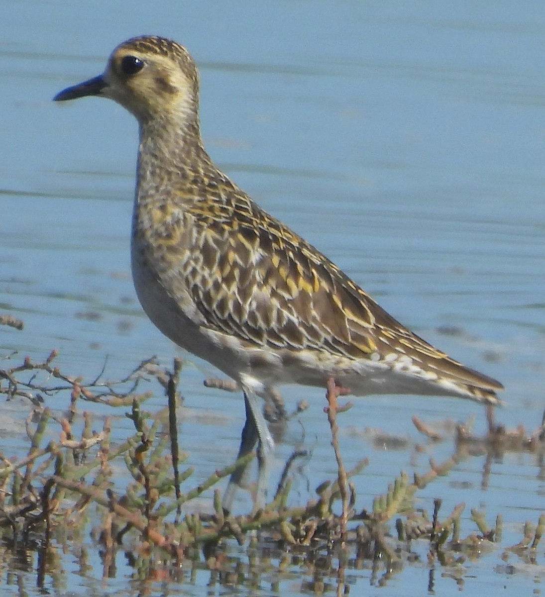 Pacific Golden-Plover - ML631438039